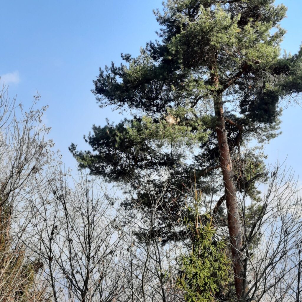 La processionaria sull’Altopiano – la guida per usare la mappa