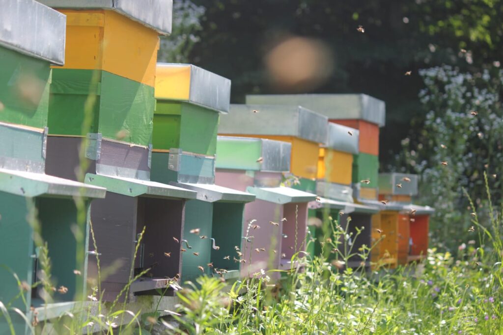 Intervista a Elena Belli in occasione della giornata mondiale delle api ????